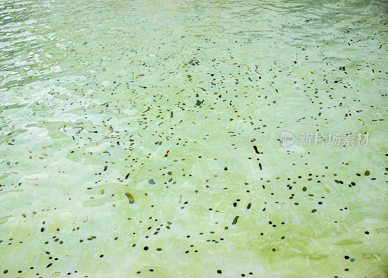 意大利罗马Fontana Di Trevi的水中硬币